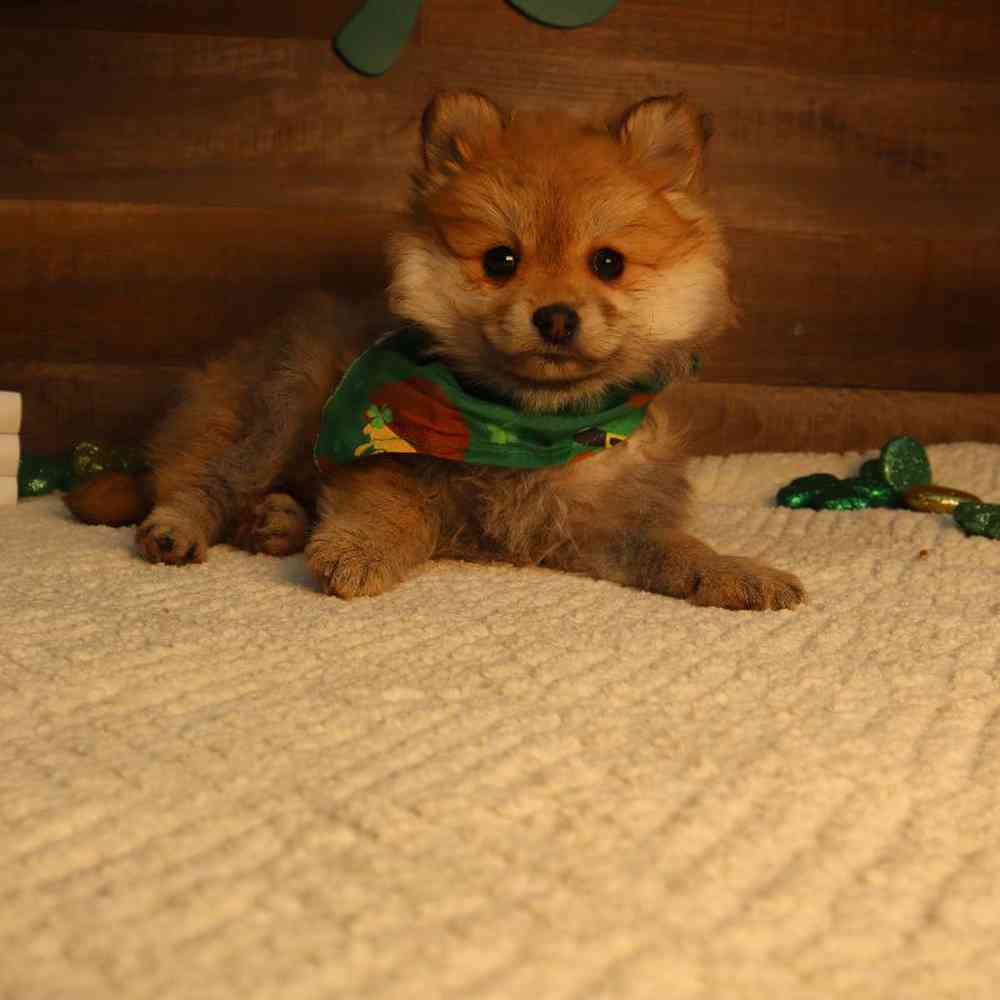 Female Pomeranian Puppy for Sale in Blaine, MN