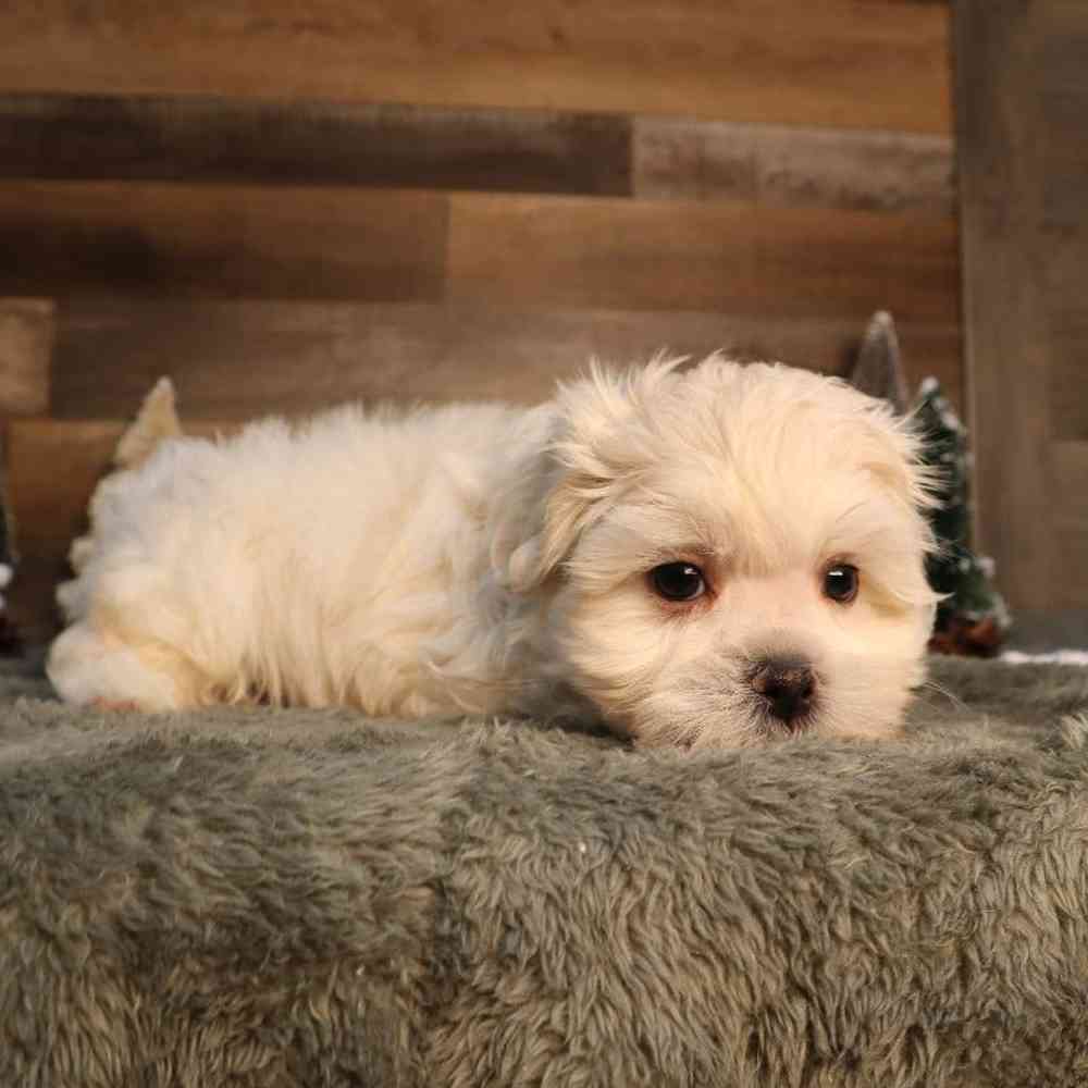 Male Malshi Puppy for Sale in Blaine, MN