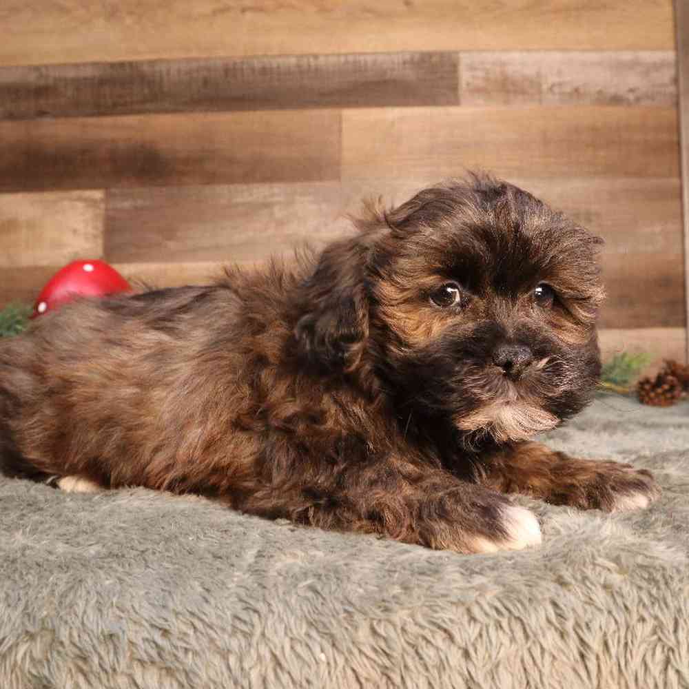 Male Shipoo Puppy for Sale in Blaine, MN
