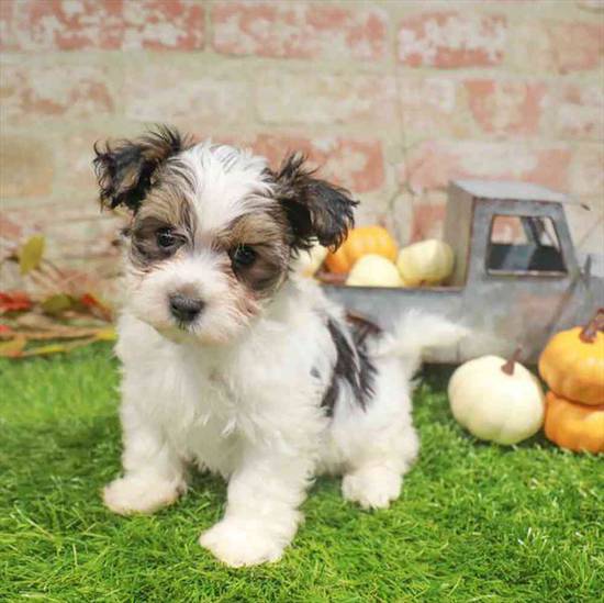 Morkie