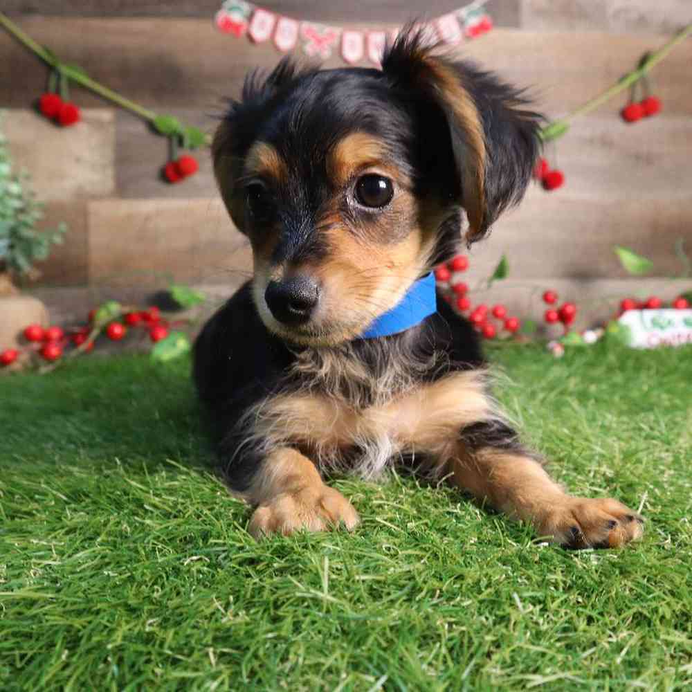 Male Dorkie Puppy for Sale in Blaine, MN