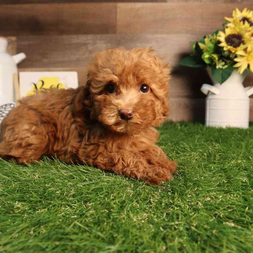 carousel pet images