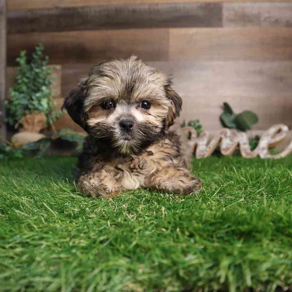 carousel pet images