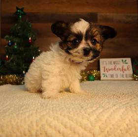 Papichon