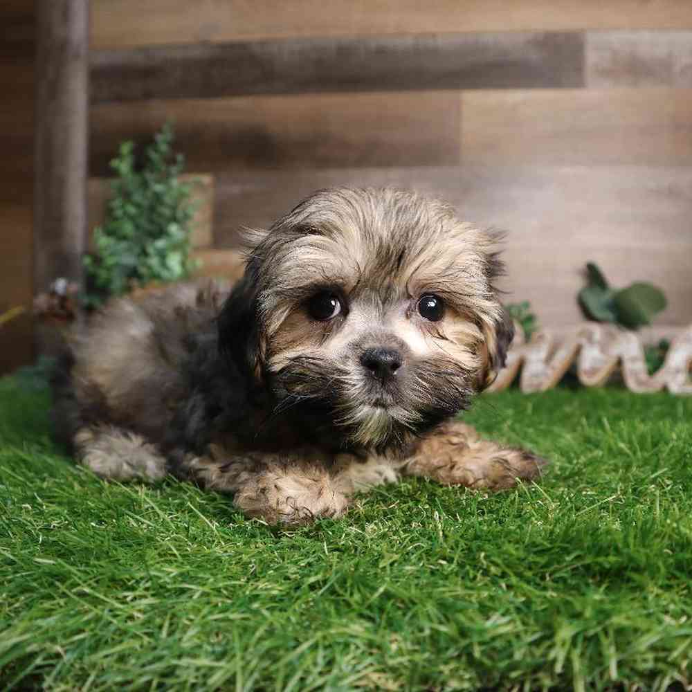 carousel pet images