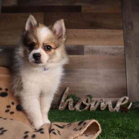 Pomeranian