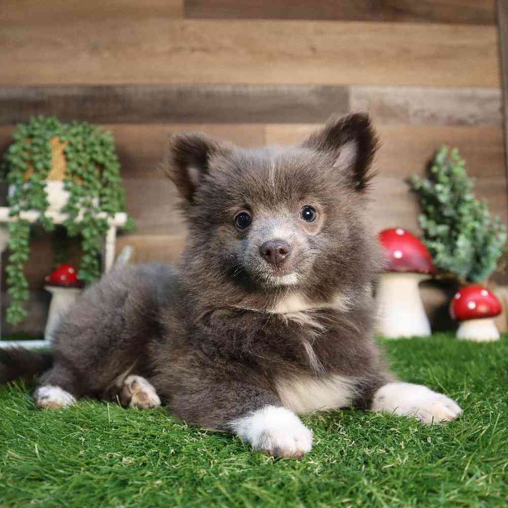 carousel pet images