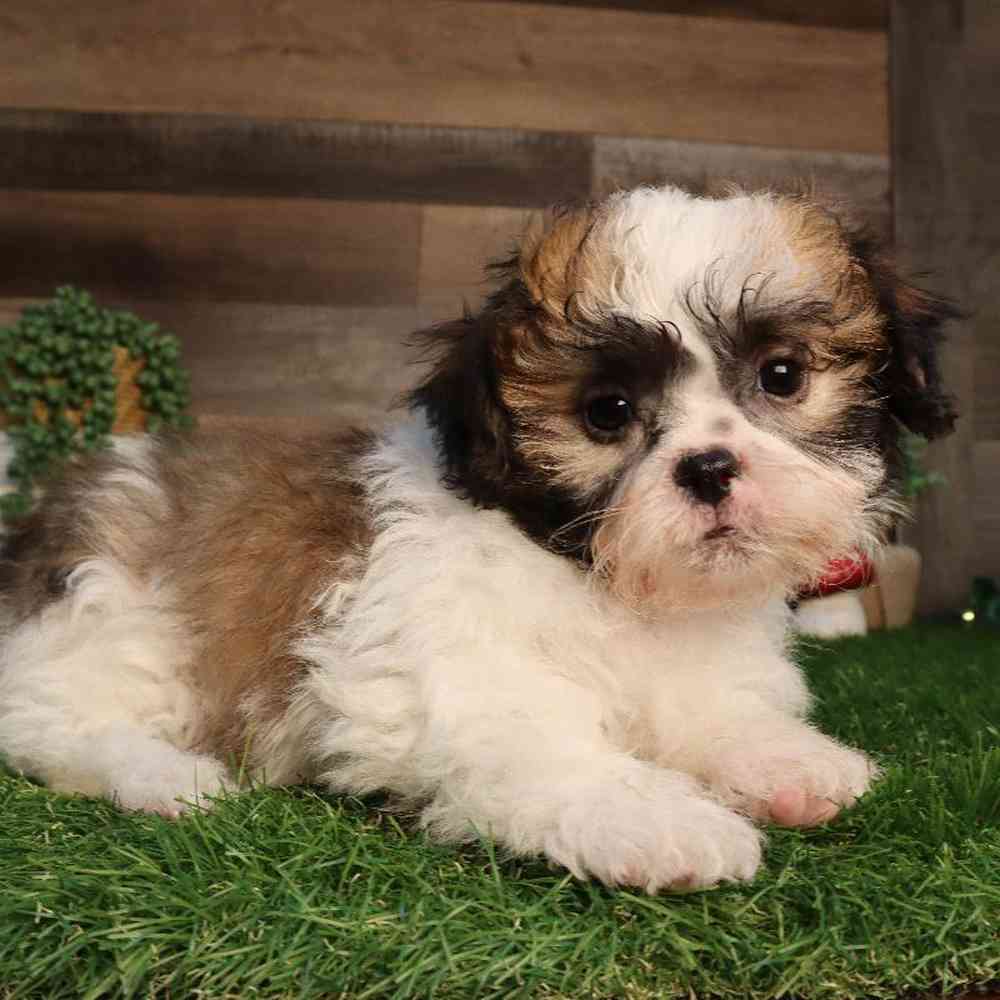 Image of a pet breed in the gallery