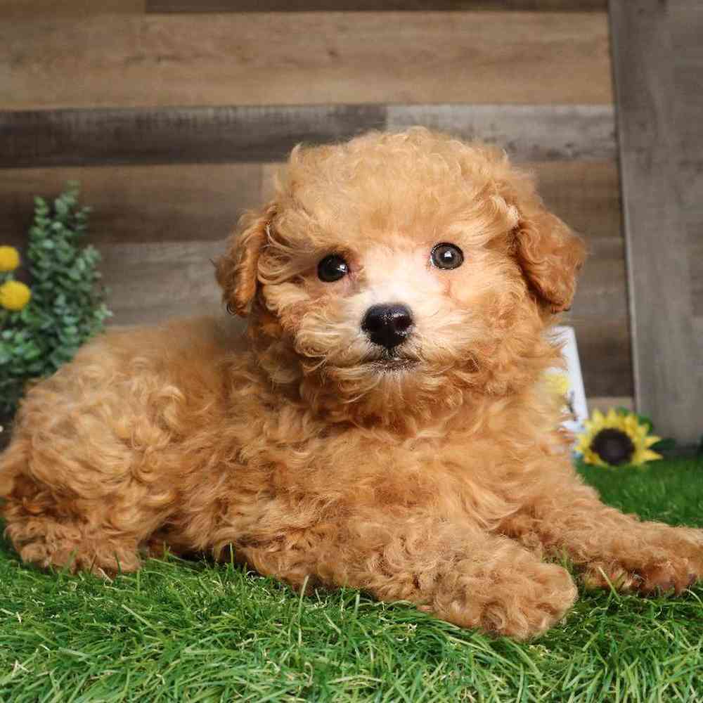 Female Poodle Puppy for Sale in Blaine, MN