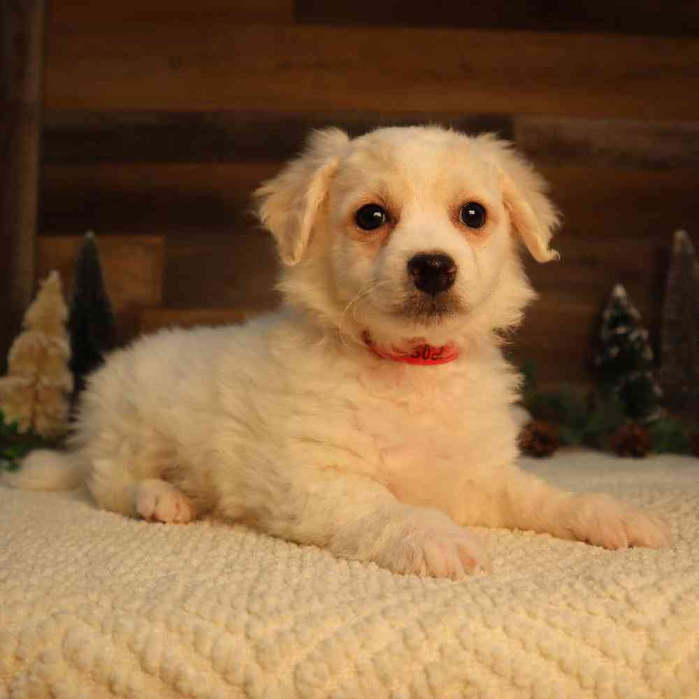 Male Chi-Chon Puppy for Sale in Blaine, MN