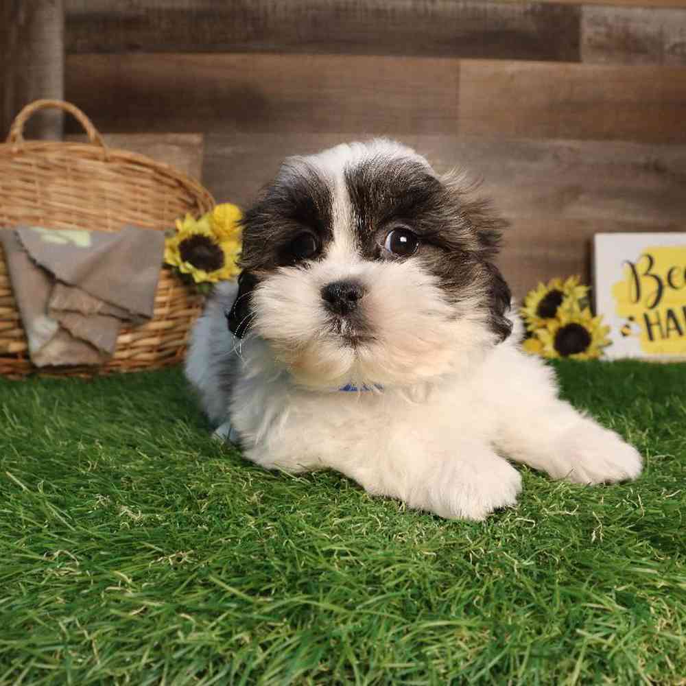 carousel pet images
