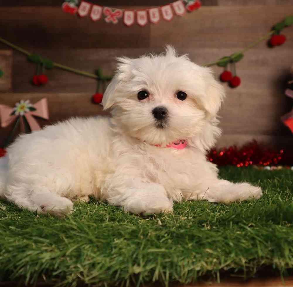carousel pet images