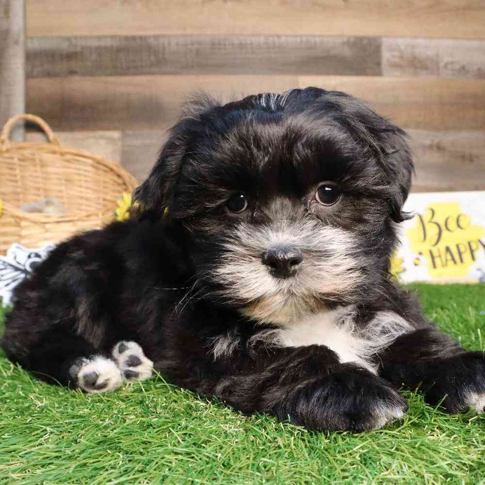 Female Yochon Puppy for Sale in Blaine, MN