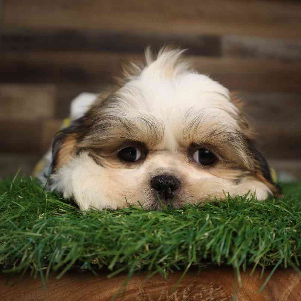 carousel pet images