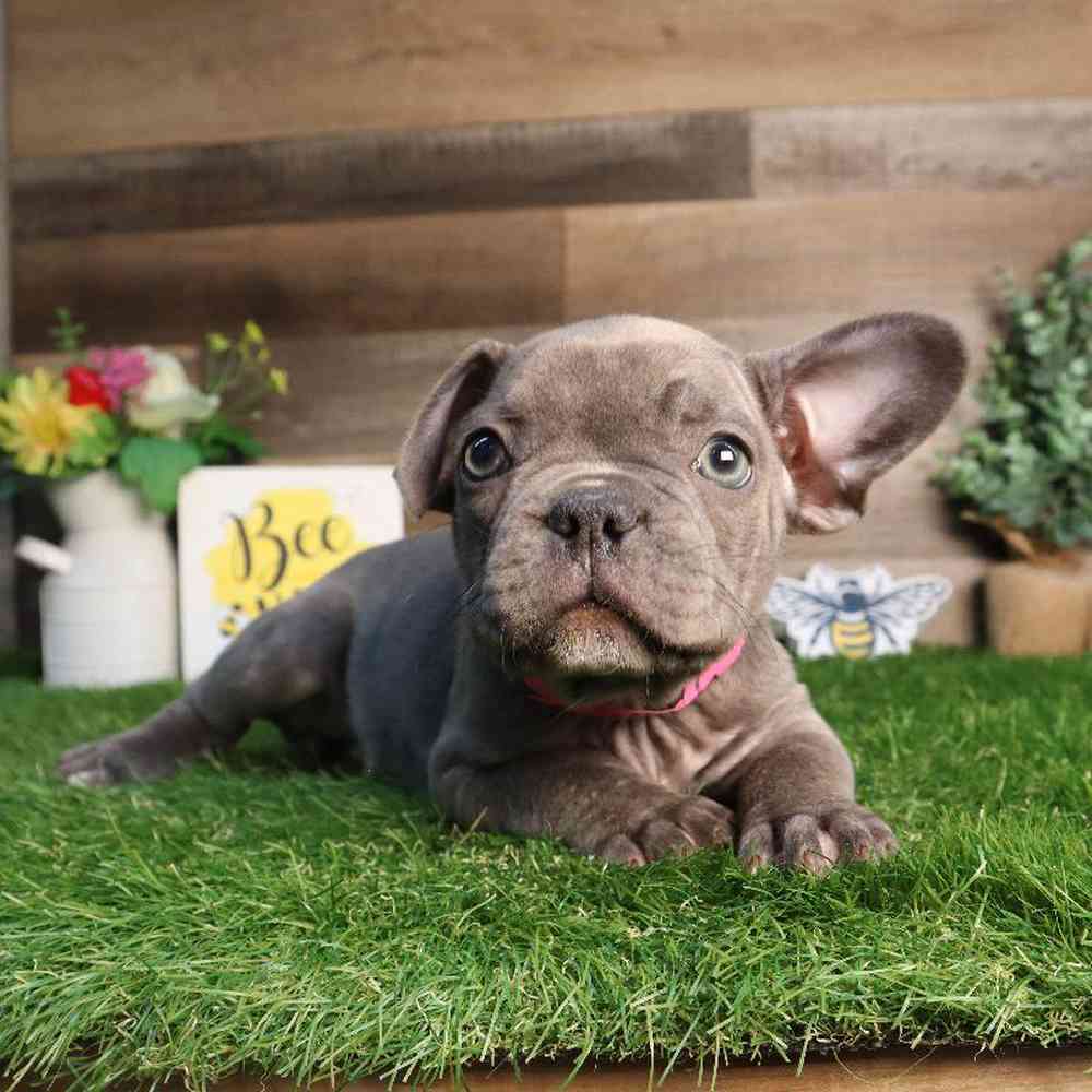 Female French Bulldog Puppy for Sale in Blaine, MN