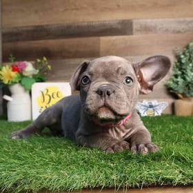 French Bulldog