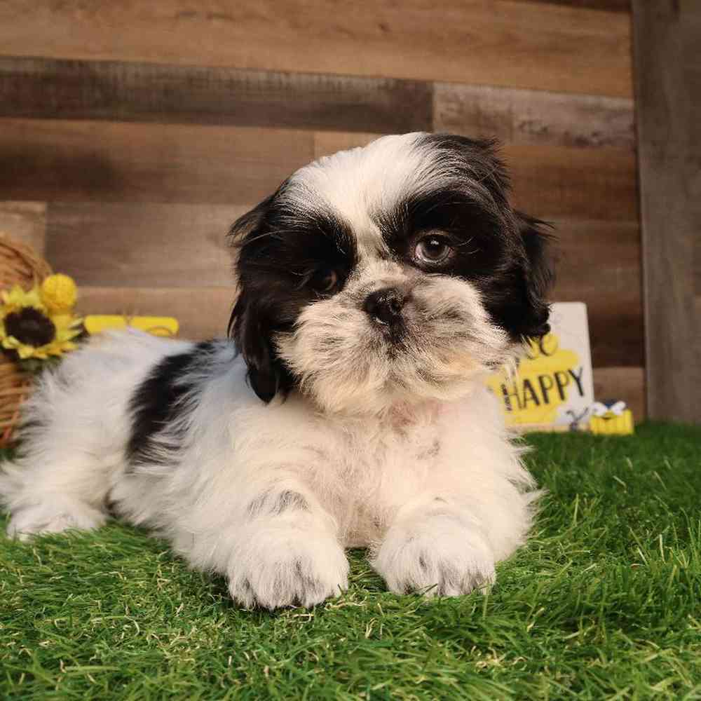 carousel pet images