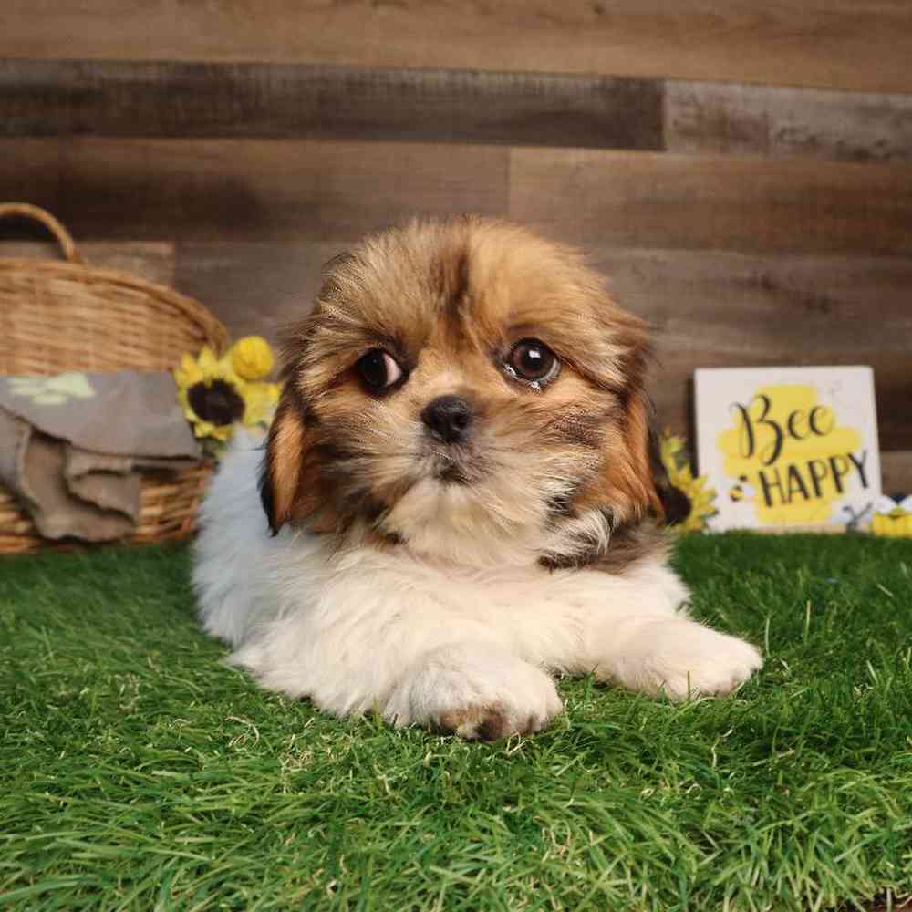 carousel pet images