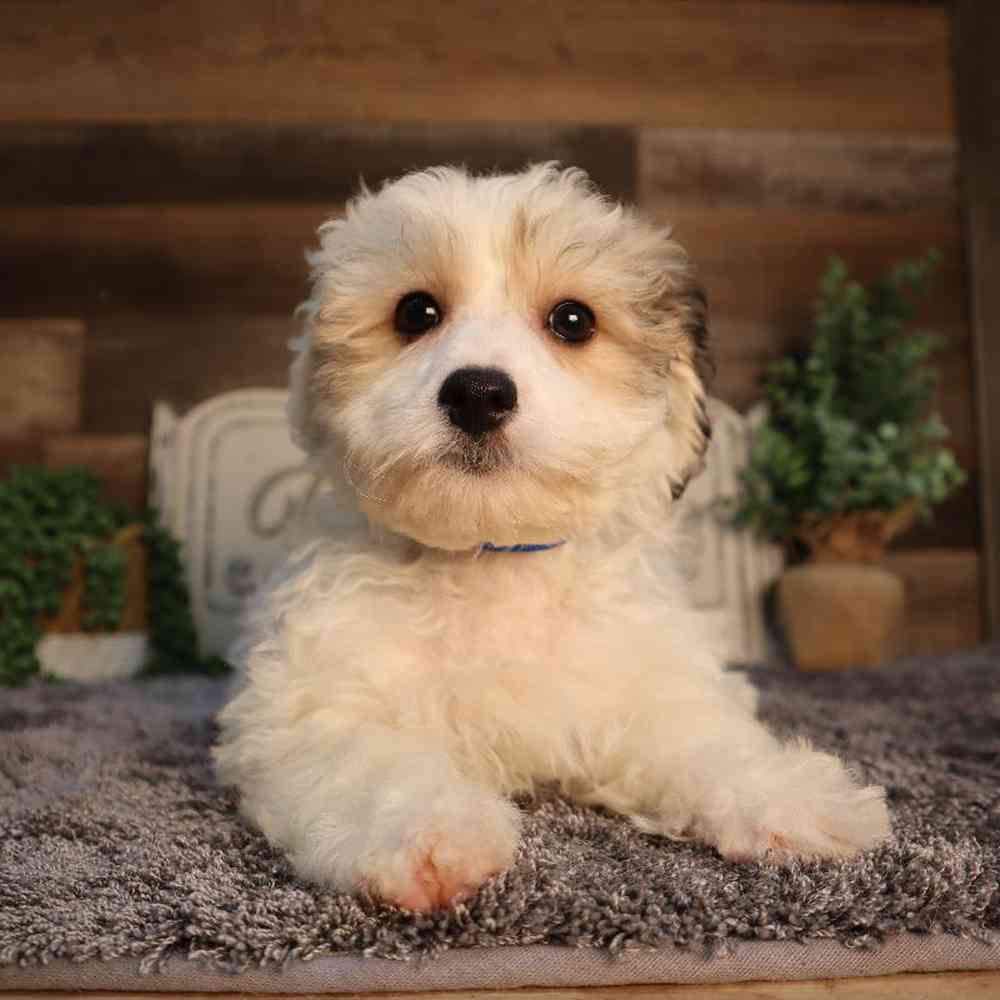 Male Yochon Puppy for Sale in Blaine, MN