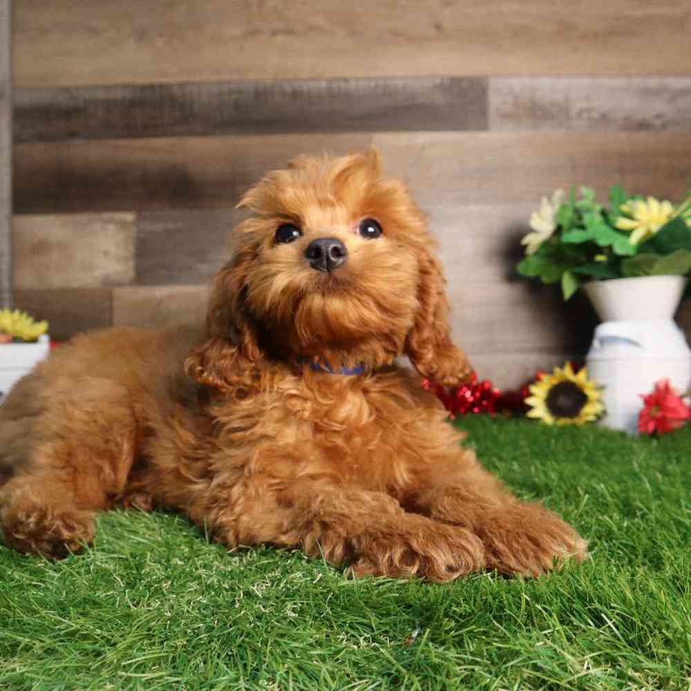 carousel pet images