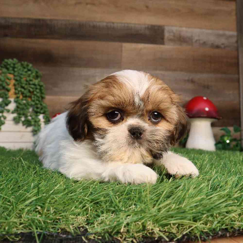Female Shih Tzu Puppy for Sale in Blaine, MN