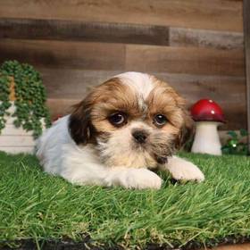 Shih Tzu