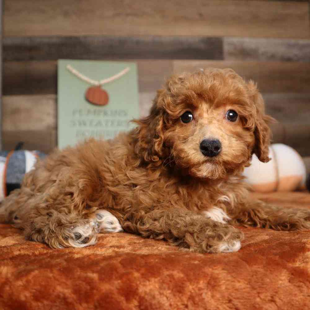 Male Mini Poodle Puppy for Sale in Blaine, MN