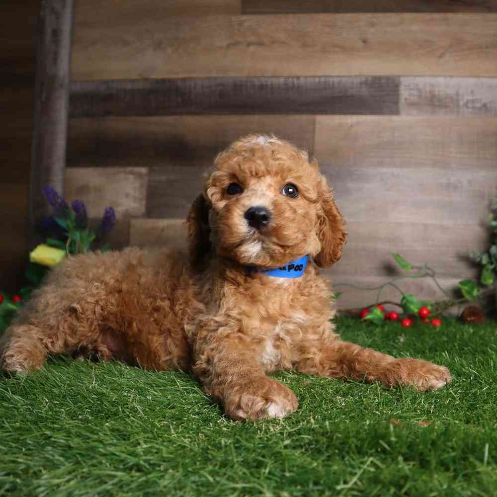 Male Cavapoo Puppy for Sale in Blaine, MN
