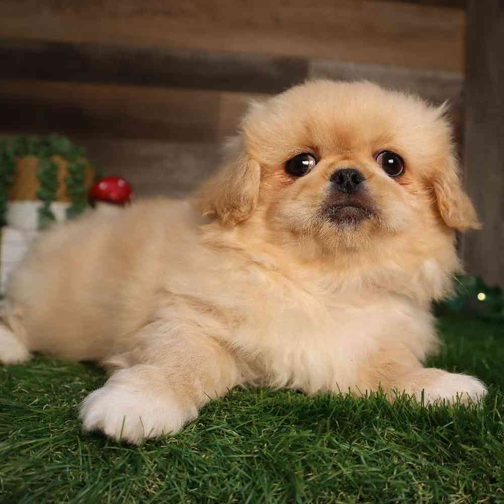 carousel pet images
