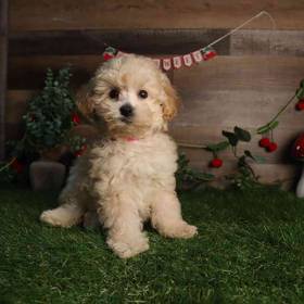 Mini Poodle