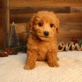 Goldendoodle