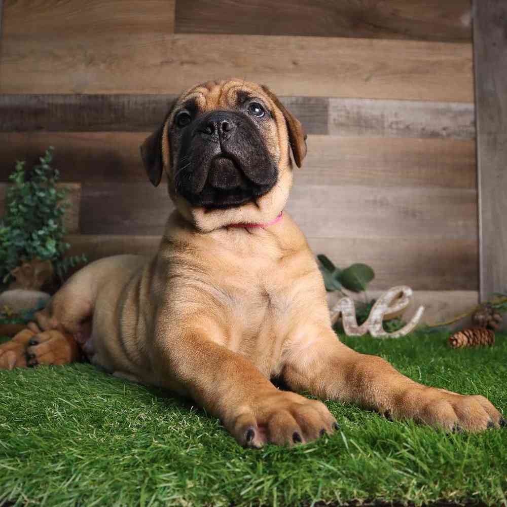 carousel pet images