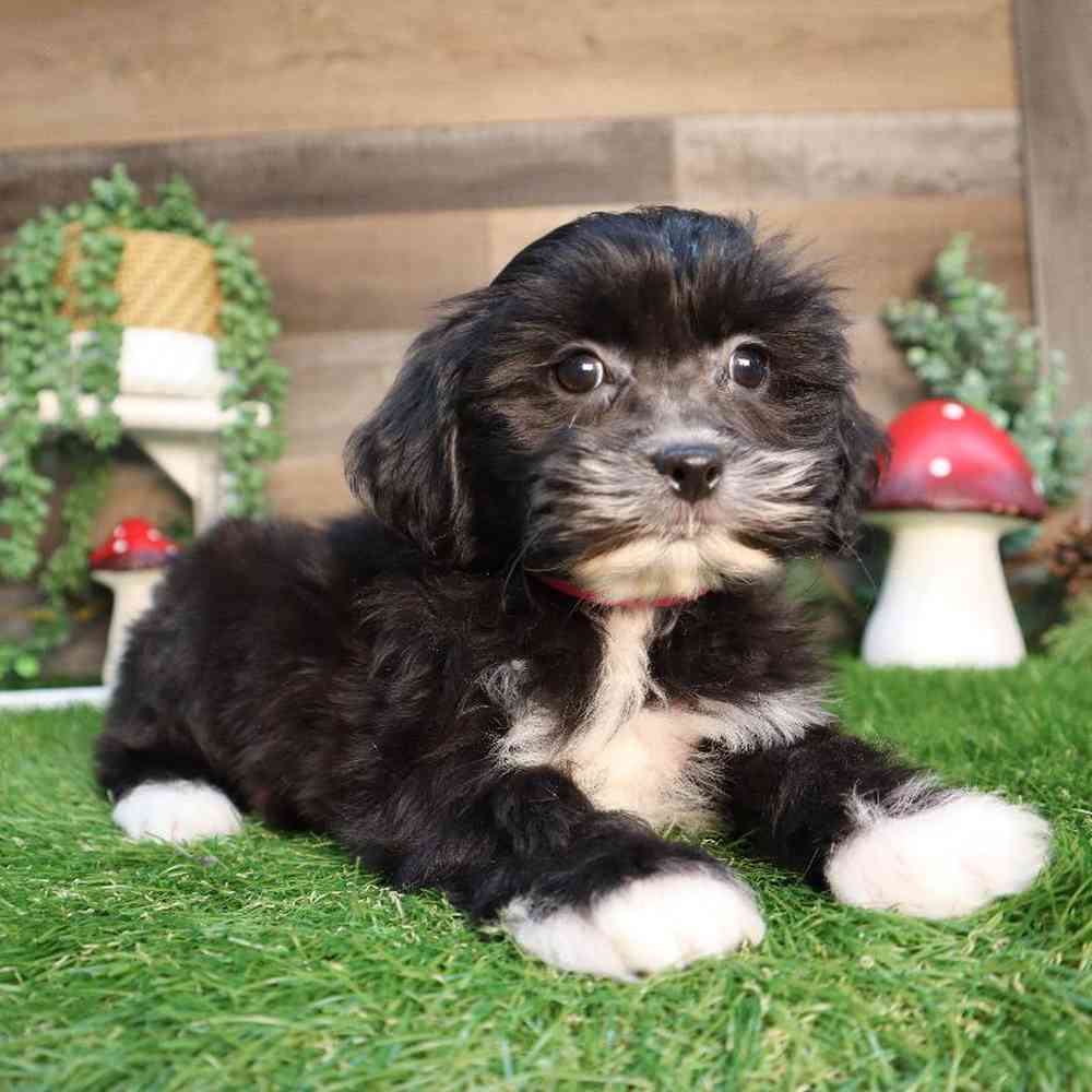 Female Teddy Bear Puppy for Sale in Blaine, MN