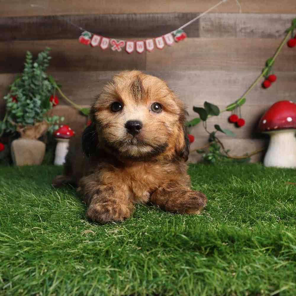 carousel pet images