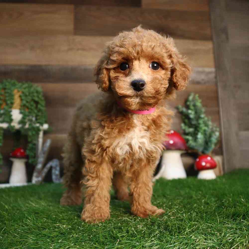 carousel pet images