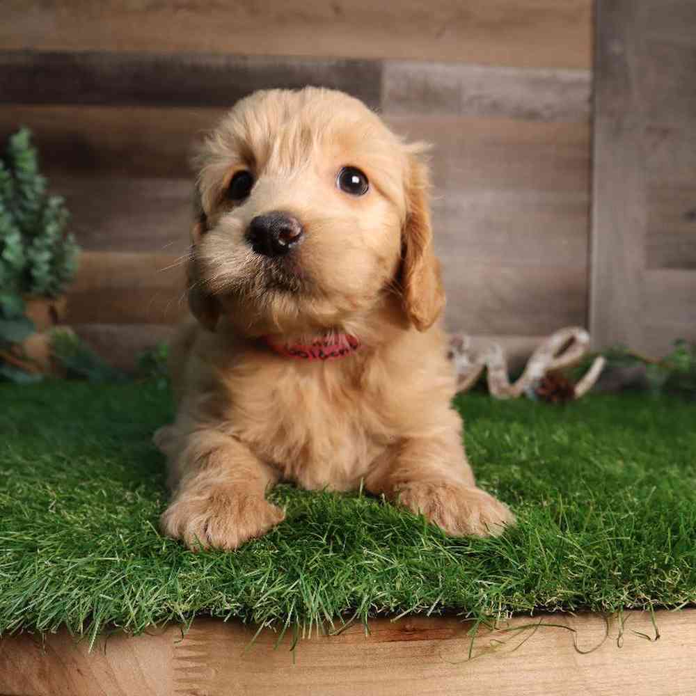 carousel pet images