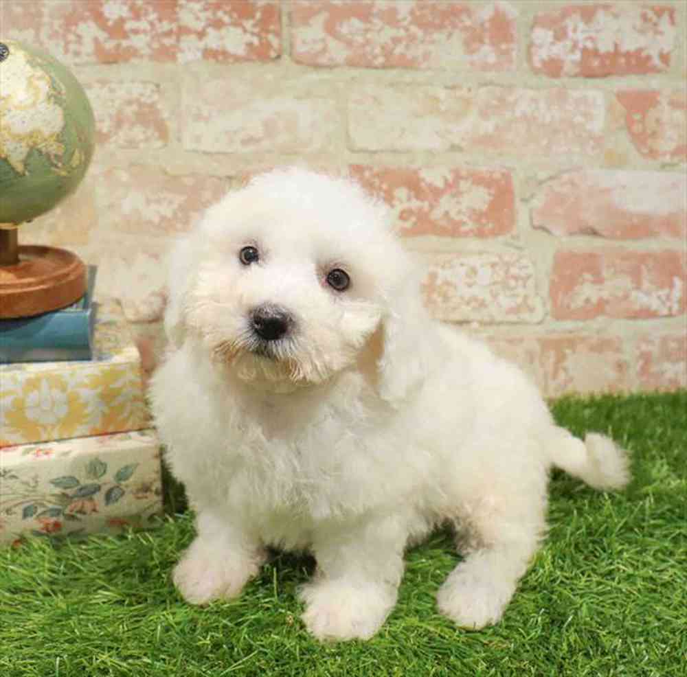 carousel pet images
