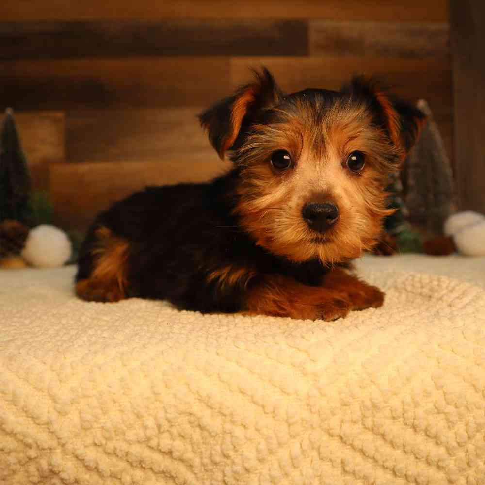 Male Yorkshire Terrier Puppy for Sale in Blaine, MN