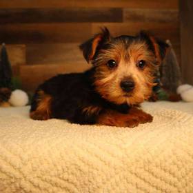 Yorkshire Terrier