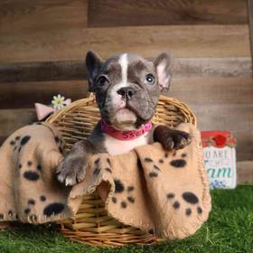 French Bulldog