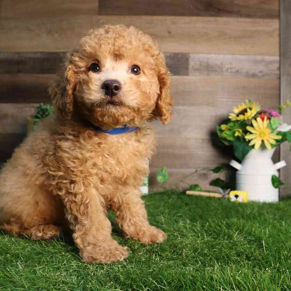 Male Cavapoo Puppy for Sale in Blaine, MN