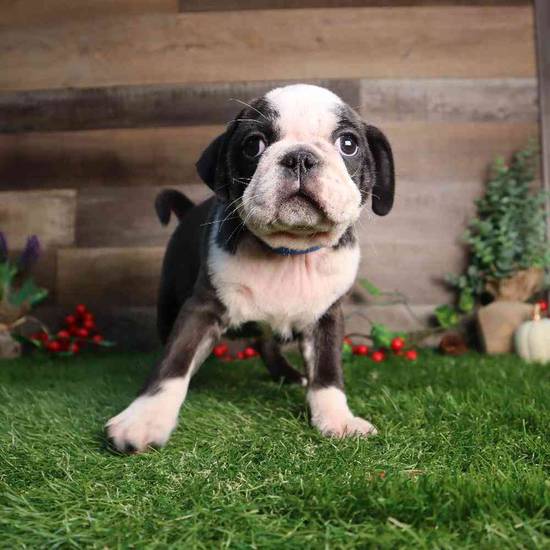 Pugsley