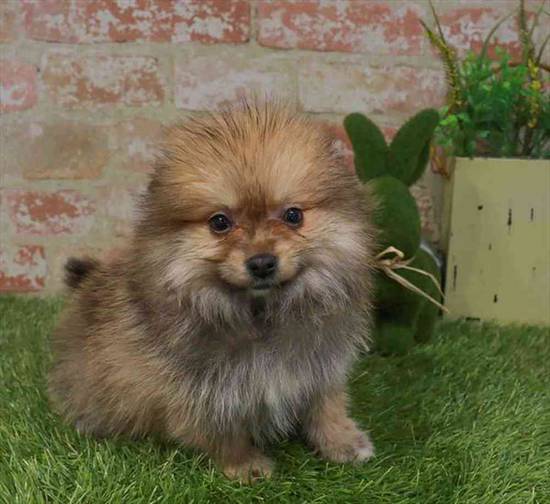 Pomeranian