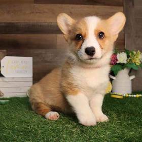 Pembroke Welsh Corgi