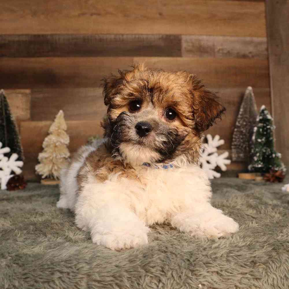 Male Yochon Puppy for Sale in Blaine, MN