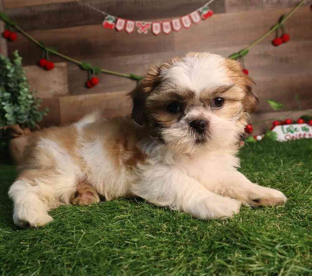 carousel pet images