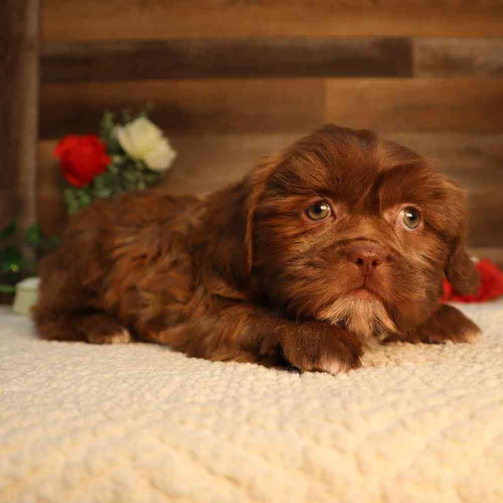 Female Shih Tzu Puppy for Sale in Blaine, MN