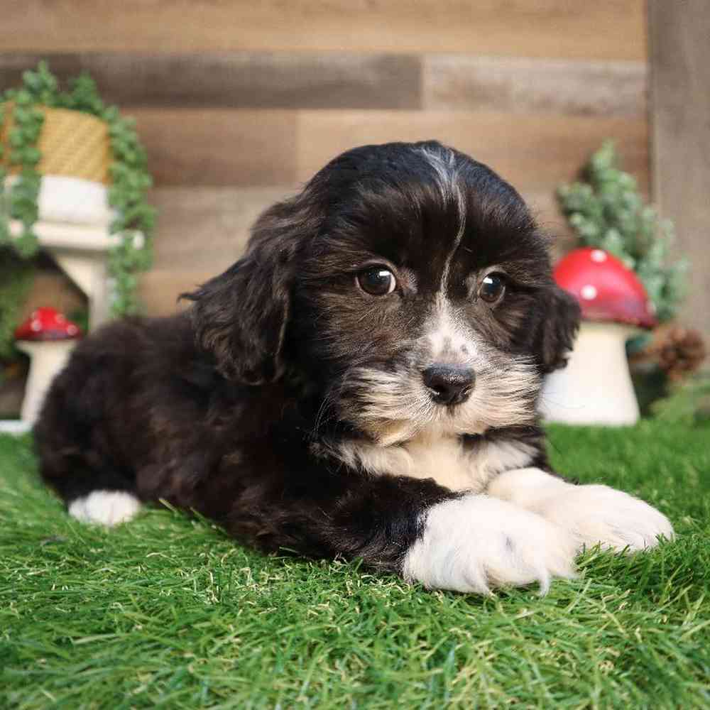 carousel pet images
