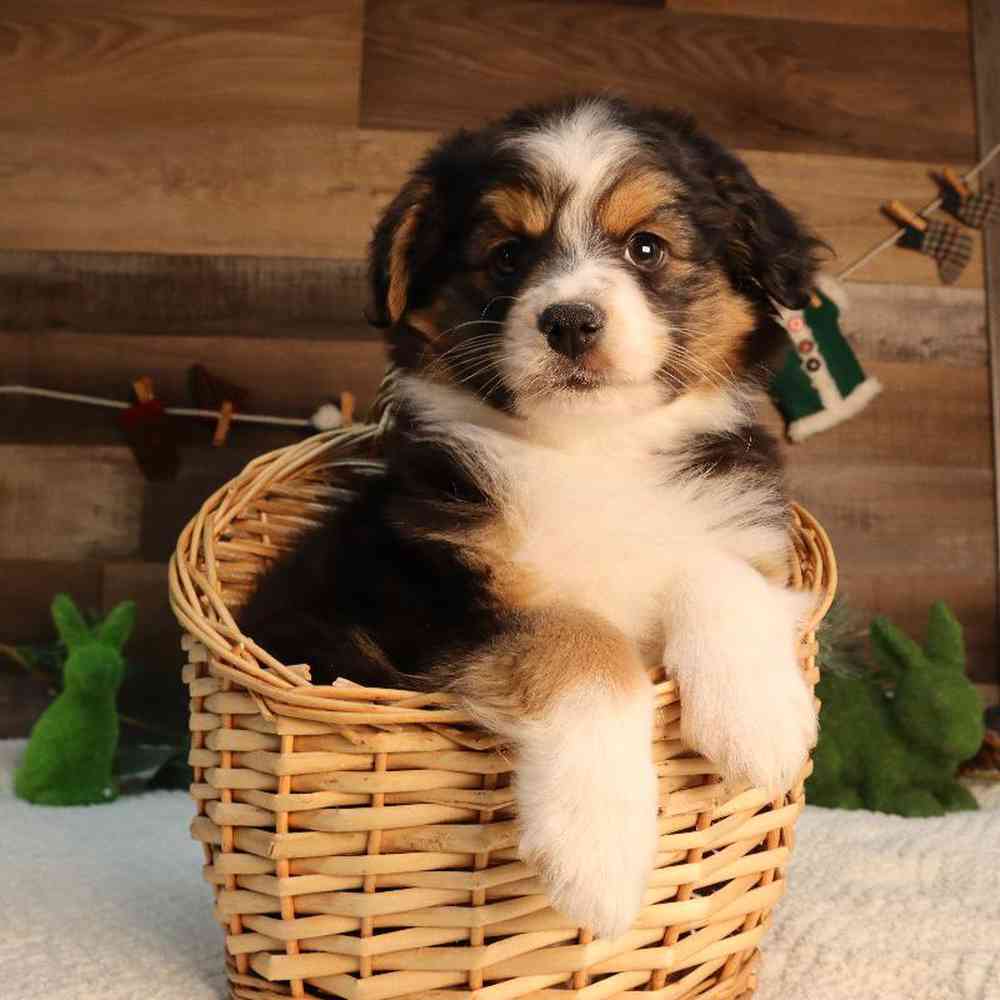 Female Mini Aussie Puppy for Sale in Blaine, MN