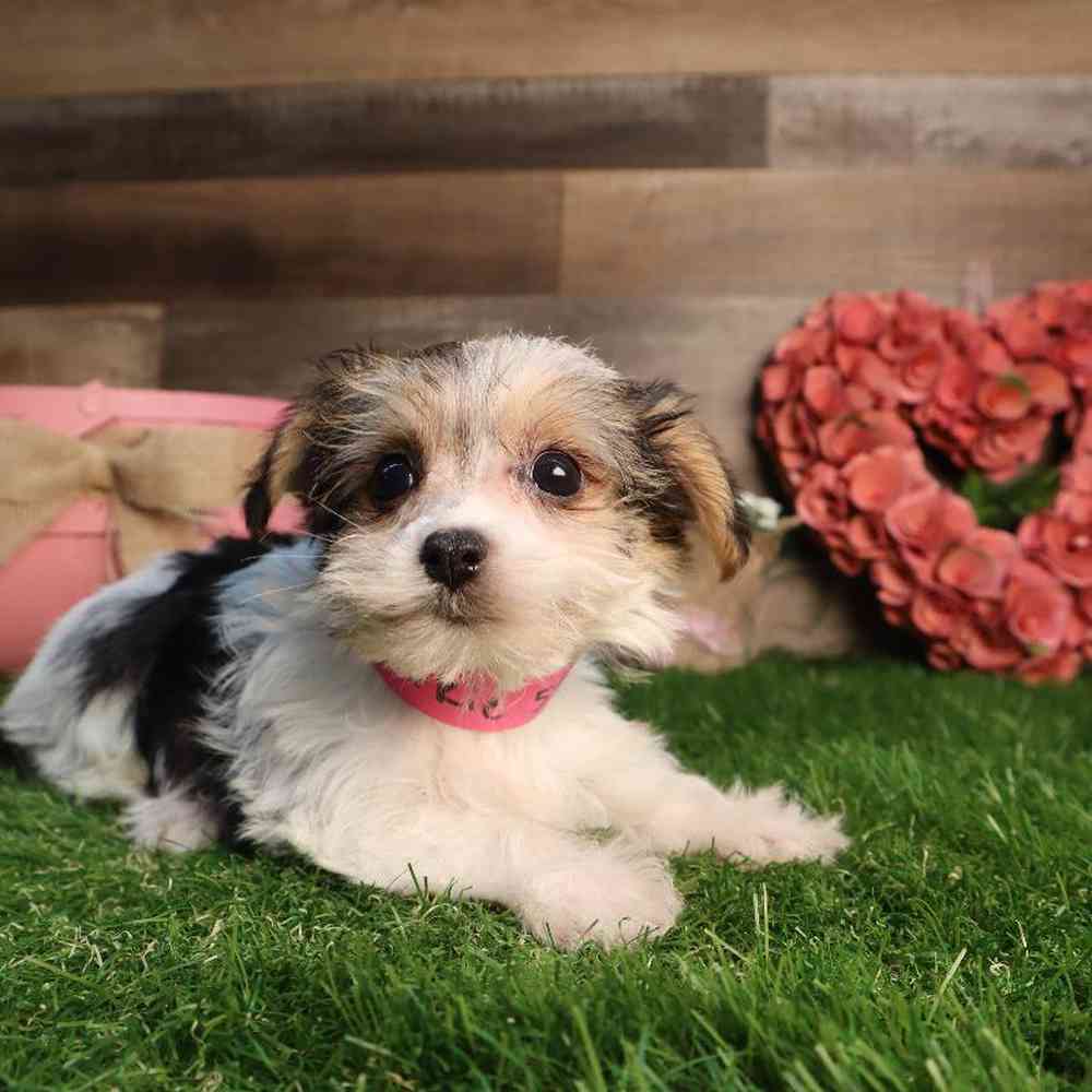 Female Morkie Puppy for Sale in Blaine, MN